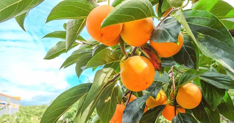 How to Grow Asian Persimmon Trees (Diospyros kaki)