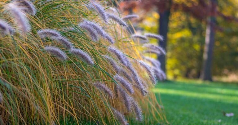 Learn How to Grow Fountain Grass (Pennisetum)
