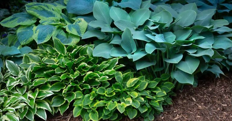 How to Grow and Care for Hostas (Plantain Lilies)