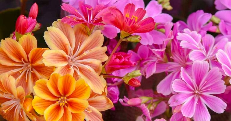 How to Grow and Care For Lewisia Bitterroot (Cliff Maids)