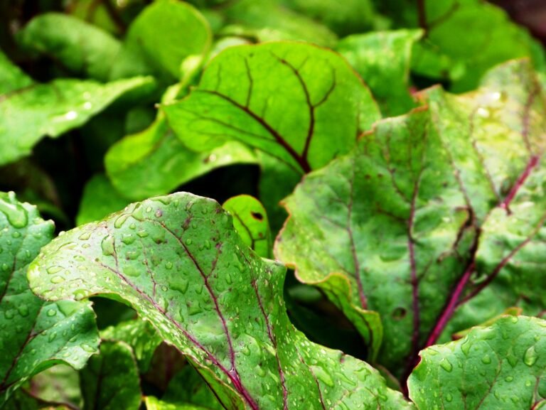 13 Best Vegetables to Plant in Summer