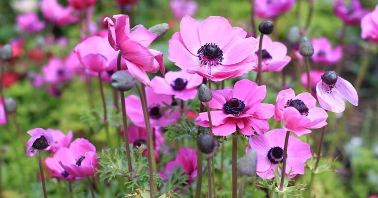 15 of the Best Anemone Varieties for Spring, Summer, and Fall