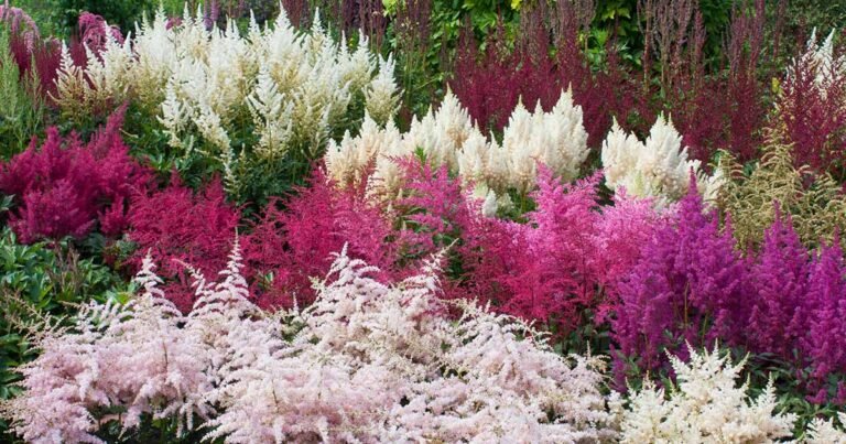 15 of the Best Astilbe Varieties for Your Garden