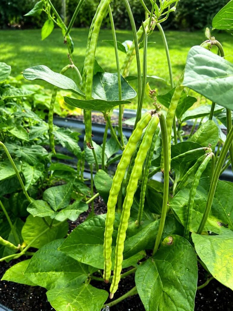 55 Drought Tolerant Vegetables to Grow