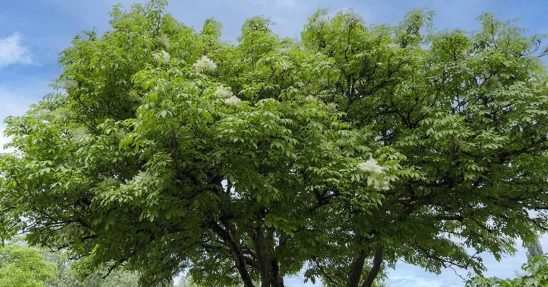 Learn How to Grow and Care for Ash Trees