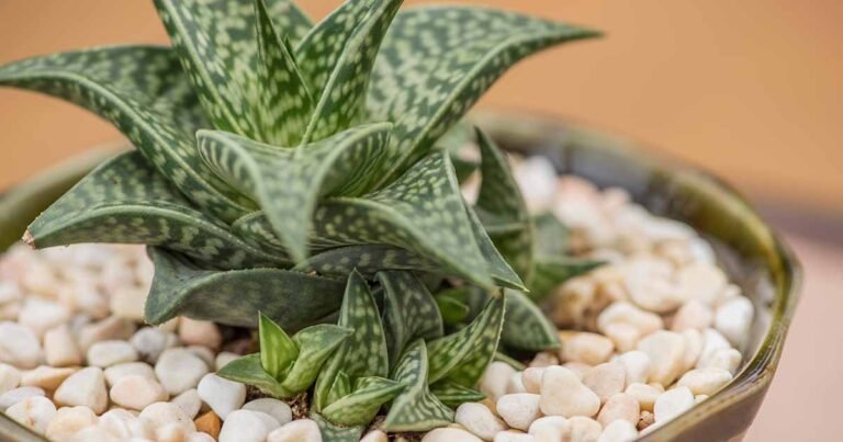 How to Grow and Care for Gasteraloe Succulents