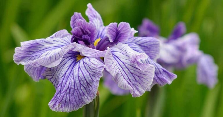 How to Plant and Grow Japanese Iris