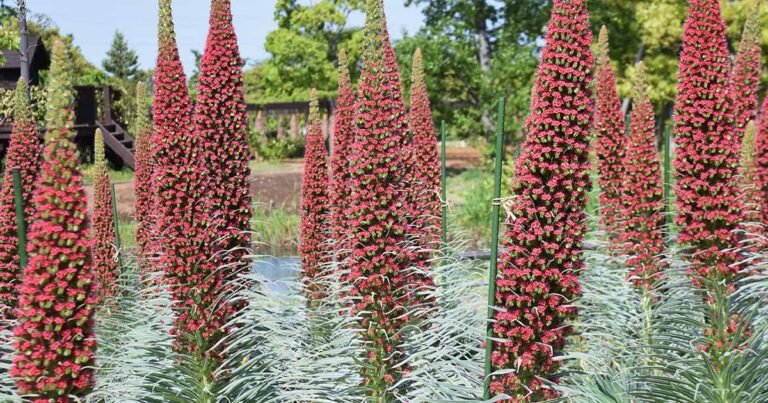 How to Grow and Care for Tower of Jewels (Red Bugloss)