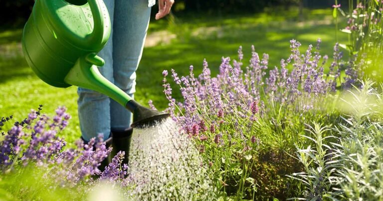 How to Make and Use Compost Tea Fertilizer