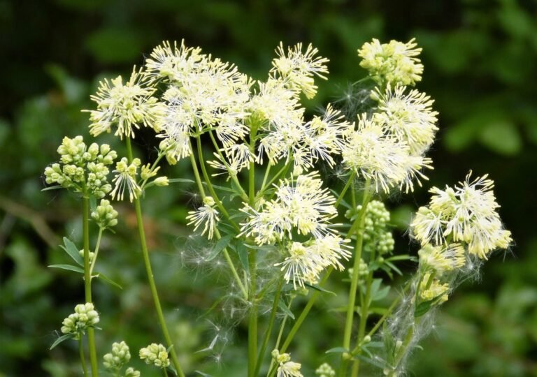 6 Flowering Plant that Looks Like Asparagus