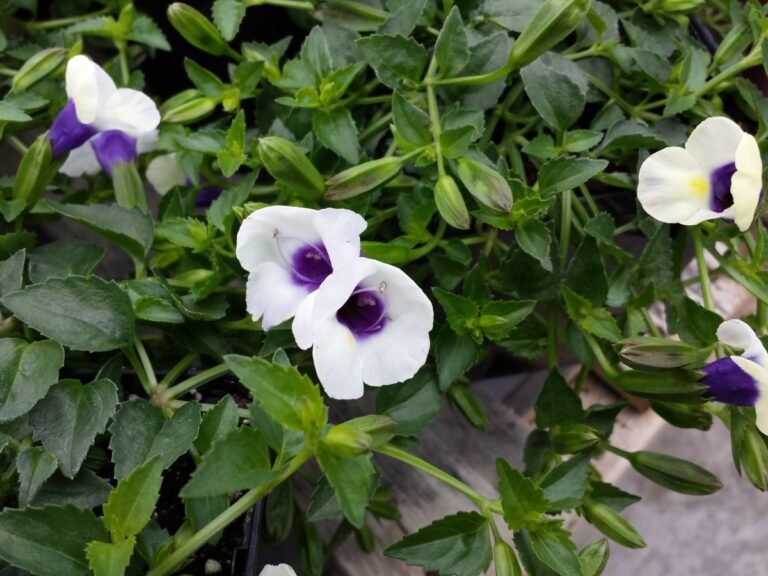 26 Best Patio Plants for Shade, Regardless of Sun