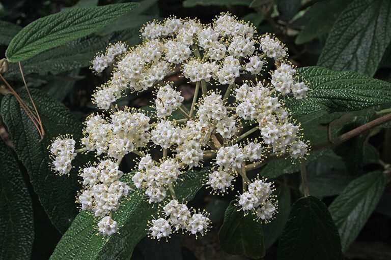 14 Fast Growing Shrubs for Privacy (No Fence Needed)
