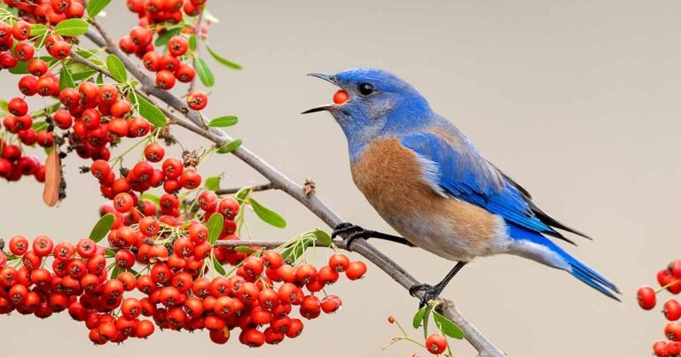 21 of the Best Trees and Shrubs with Winter Berries for Wildlife