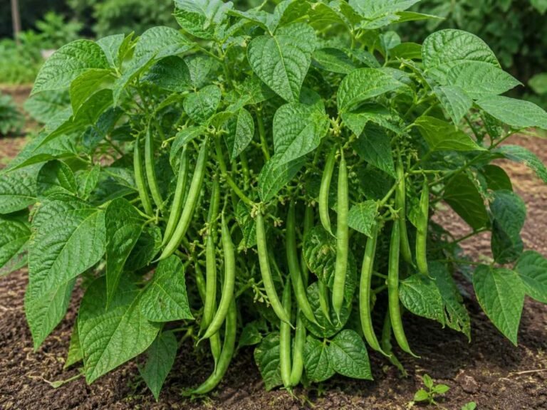 What to Plant in July: 29 Veggies & Flowers for Thriving Garden
